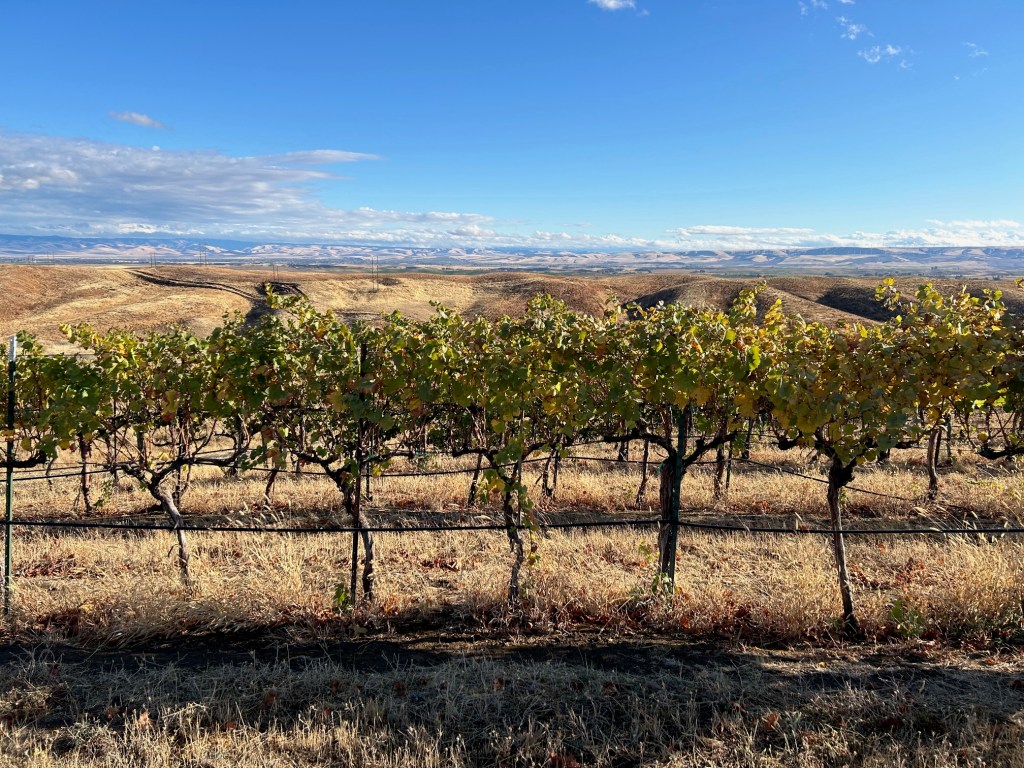 Wine Is a Food Group: 2025 Wine&nbsp;Predictions